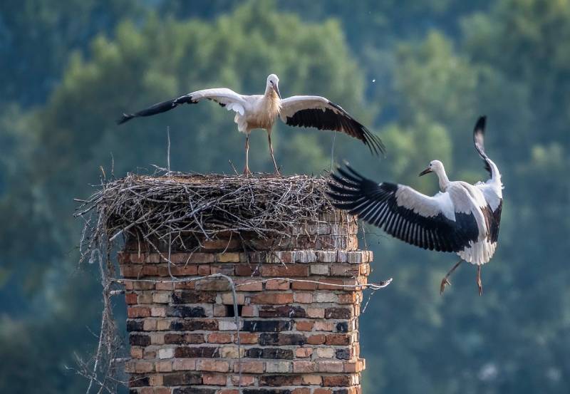 Expert Chimney Animal Removal in Bloomfield Hills, MI Professional Chimney Animal Removal Services in Bloomfield Hills, Michigan