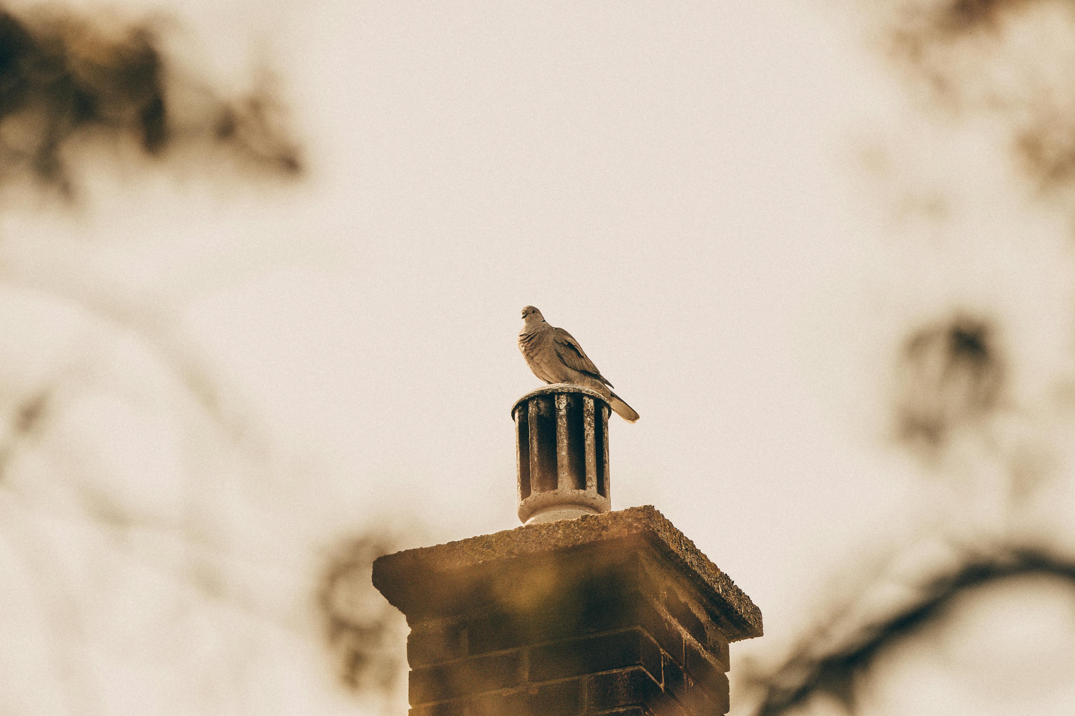 Professional Chimney Cap Installation Services in Bloomfield Hills, MI Expert Chimney Cap Installation in Bloomfield Hills, Michigan